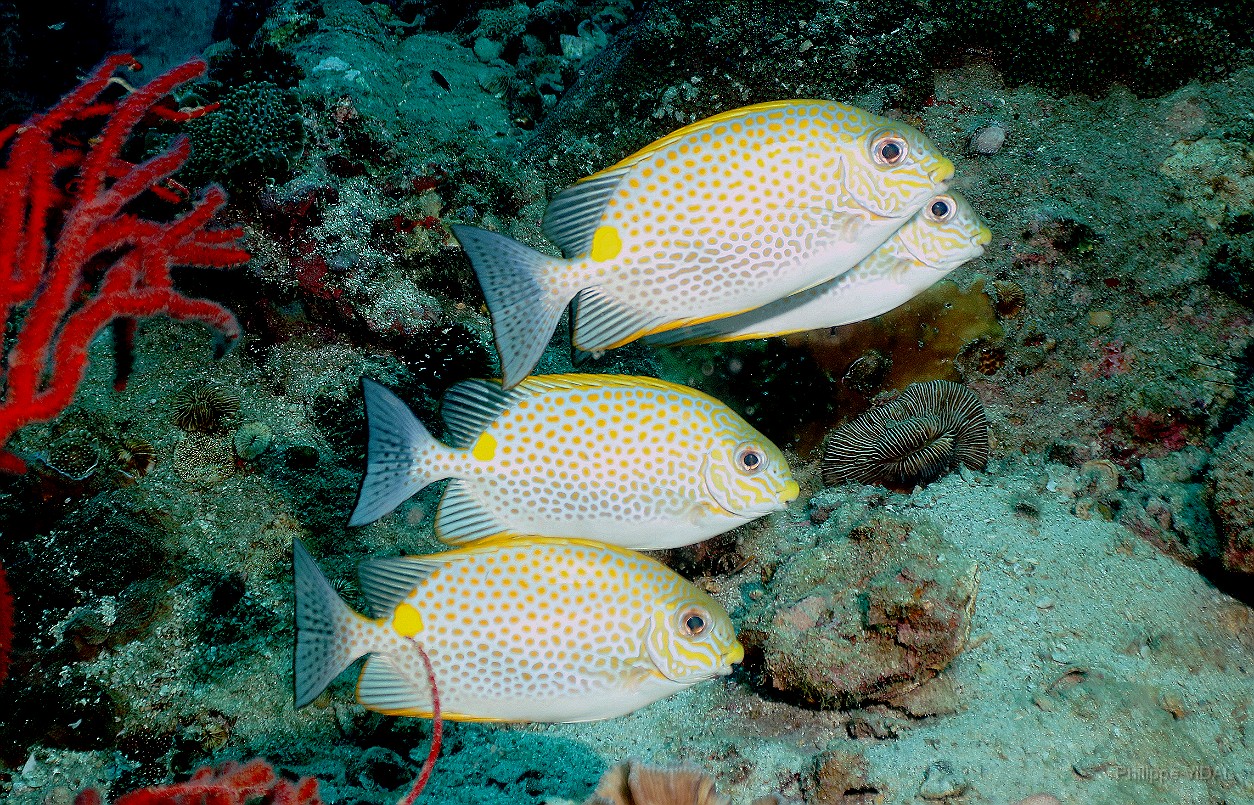 Thailand 2015 - Ko Tao - Poisson lapin dore - Siganus guttatus _IMG_3794_rc.jpg